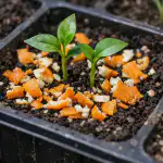 Apelsinskal får plantor att växa dubbelt så snabbt apelsinskal-far-plantor-att-vaxa-dubbelt-sa-snabbt.png