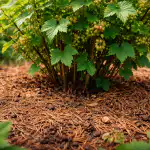 Barrträdens höst förvandlar förkrympta buskar till en frodig trädgård på bara några veckor barrtradens-host-forvandlar-forkrympta-buskar-till-en-frodig-tradgard-pa.png