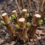 Beskär din hortensia precis så att du får en lavin av enorma blomställningar beskar-din-hortensia-precis-sa-att-du-far-en-lavin.png