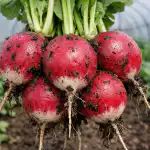 H1 Hemligheten med en vårskörd av rädisor stora som en knytnäve i ett vanligt växthus h1-hemligheten-med-en-varskord-av-radisor-stora-som-en.png