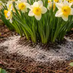 Hemligheten bakom frodig påskliljeblomning utan att gräva upp lökarna varje år hemligheten-bakom-frodig-paskliljeblomning-utan-att-grava-upp-lokarna-varje.png