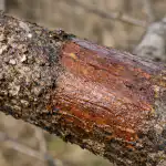 Joakim på träd kommer att försvinna för alltid efter en vårbehandling joakim-pa-trad-kommer-att-forsvinna-for-alltid-efter-en.png