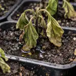 Lömskt bevattningsmisstag som förstör aubergineplantor över natten lomskt-bevattningsmisstag-som-forstor-aubergineplantor-over-natten.png