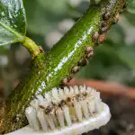 Så här räddar du din hemcitron från vårens pinworms med en enkel åtgärd sa-har-raddar-du-din-hemcitron-fran-varens-pinworms-med.png