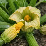 Varför bara ihåliga blommor växer på zucchini och hur man fixar det på en dag varfor-bara-ihaliga-blommor-vaxer-pa-zucchini-och-hur-man.png