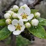 Varför päronträd ihållande inte ger frukt på våren och hur man fixar det på en säsong varfor-parontrad-ihallande-inte-ger-frukt-pa-varen-och-hur.png