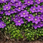 Varför vårbeskärning av clematis förvandlar en skör buske till en vägg av blommor varfor-varbeskarning-av-clematis-forvandlar-en-skor-buske-till-en.png