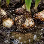 Varför vatten blir lökarnas fiende varfor-vatten-blir-lokarnas-fiende.png