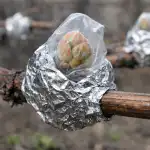 Vårfrosten kommer inte längre att beröva dig din druvskörd varfrosten-kommer-inte-langre-att-berova-dig-din-druvskord.png